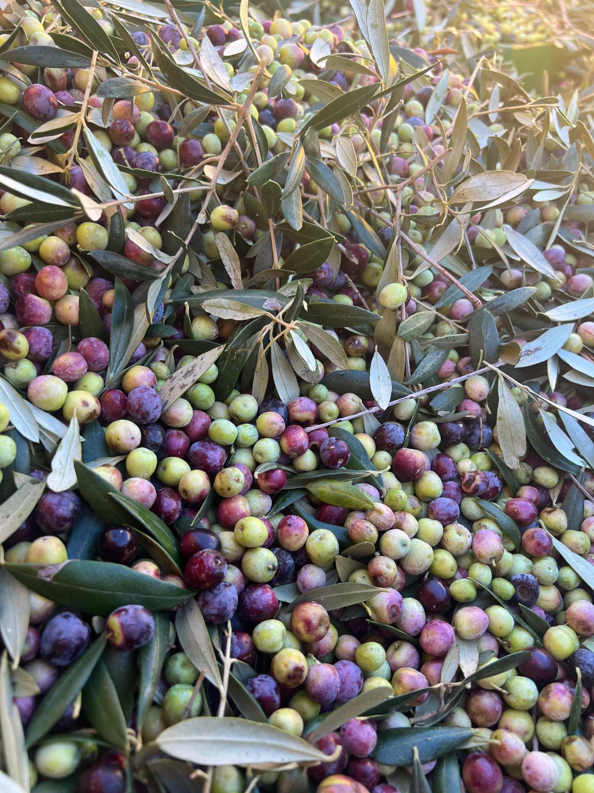 Selección de aceitunas para MEAM