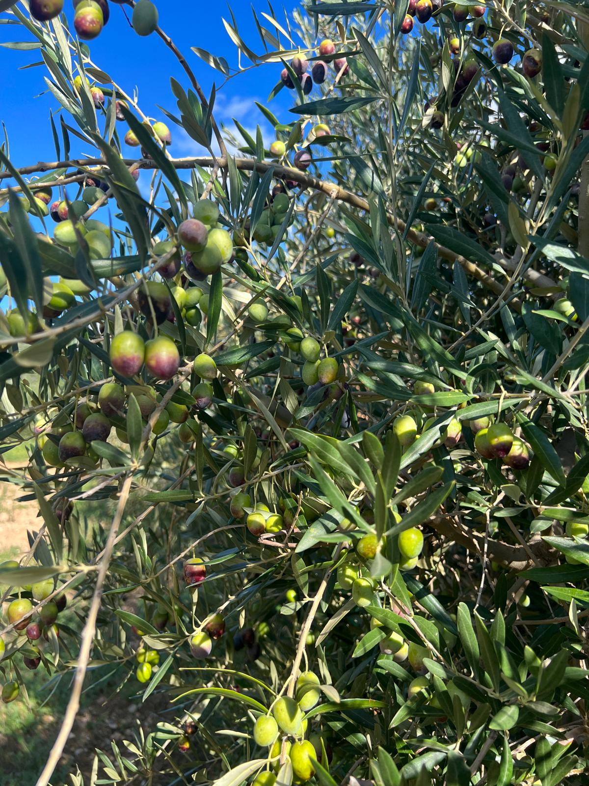 Olivos en la finca familiar de MEAM en Mallorca