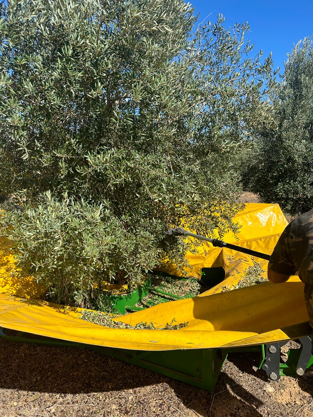 Recogida de aceitunas en la finca de MEAM